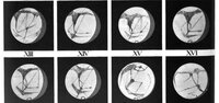 Drawings of Mars