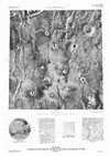 MTM 20062 Controlled Photomosaic of Part of the Kasei Valles Region of Mars