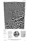 Controlled Photomosaic of the MTM -55036 Quadrangle, Argyre Planitia Region of Mars