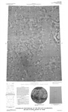 Controlled Photomosaic of the MTM 45177 Quadrangle, Arcadia Planitia Region of Mars