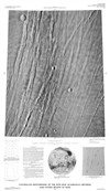 Controlled Photomosaic of the MTM 40102 Quadrangle (Revised), Alba Patera Region of Mars