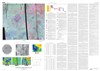 Geologic Map of the Sif Mons Quadrangle (V-31), Venus